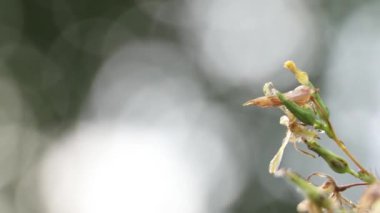 Yağmurdan sonra çimenler, yakın çekim videoları, rüzgarda çimenler
