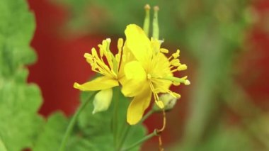 Kırmızı arka planda çiçek açan çim, yağmurdan sonra tarlada çimen, yakın plan video.