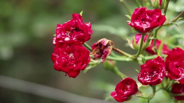 Cespuglio Con Piccole Rose Rosse Estate Ucraina Nel Vento Rosa — Video Stock