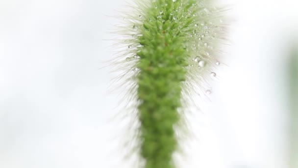 Gras Spikelet Het Veld Regen Achtergrond Van Lichte Hemel Macro — Stockvideo