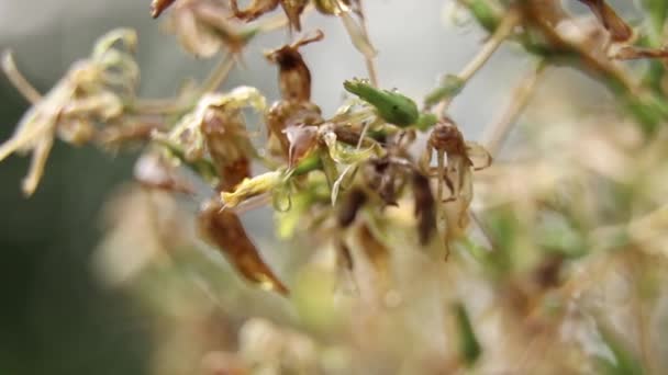 Gras Regen Close Video Gras Een Veld Wind — Stockvideo