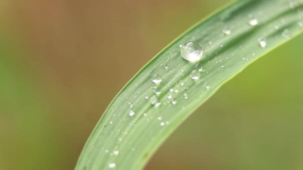 Gras Regen Close Video Gras Een Veld Wind — Stockvideo