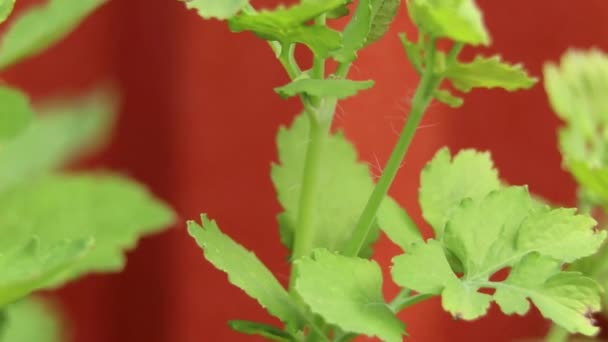 Herbe Fleurs Celandine Sur Fond Rouge Herbe Dans Champ Après — Video