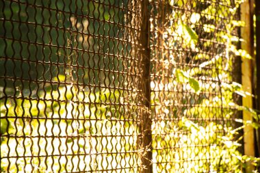 Güneşte çimlere örülmüş paslı eski demir tel örgü çitler, arka plan olarak parktaki tel örgüler.