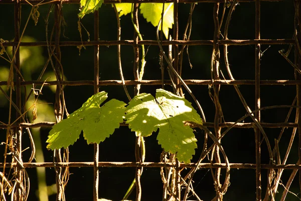 Rusty Old Iron Mesh Fence Woven Grass Park Sun Mesh — Stock Photo, Image
