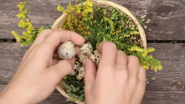 Femelle Pond Des Œufs Caille Dans Panier Paille Sur Une — Video