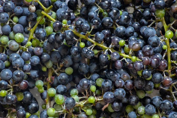 Ripe Blue Grapes Background Grape Harvest Close — Stock Photo, Image