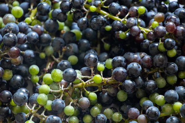 Ripe Blue Grapes Background Grape Harvest Close — Stock Photo, Image