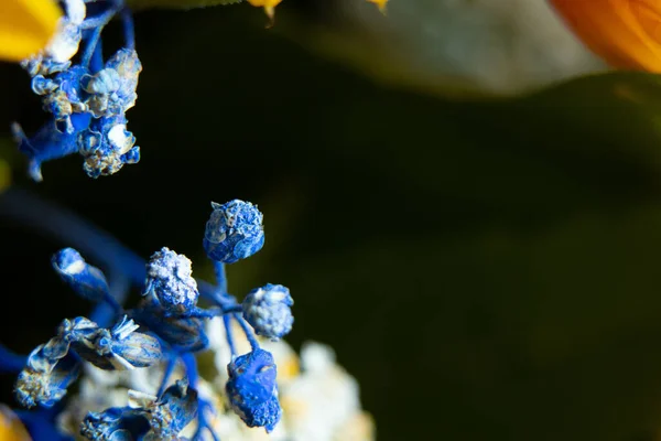 Bouquet Different Wildflowers Macro Photo Flowers Collection Field Background Floral — Stock Photo, Image