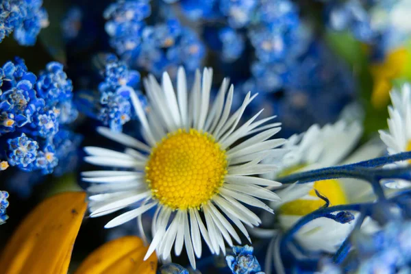 Bouquet Different Wildflowers Macro Photo Flowers Collection Field Background Floral — Stock Photo, Image
