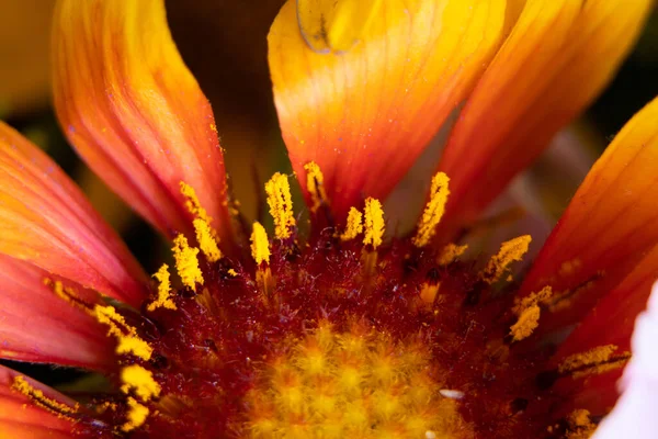 Bouquet Different Wildflowers Macro Photo Flowers Collection Field Background Floral — Stock Photo, Image