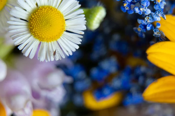 Bouquet Different Wildflowers Macro Photo Flowers Collection Field Background Floral — Stock Photo, Image