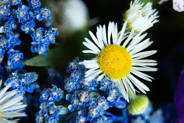 Bouquet Different Wildflowers Macro Photo Flowers Collection Field Background Floral — Stock Photo, Image