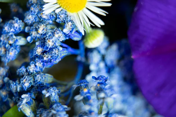 Bouquet Different Wildflowers Macro Photo Flowers Collection Field Background Floral — Stock Photo, Image