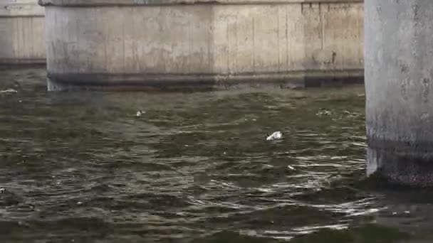ウクライナの橋の下のドニエプル川にはビーチボトルが浮かぶ環境や川の汚染川のゴミ — ストック動画