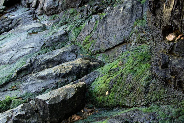 Mousse Sur Des Pierres Granit Dans Une Vieille Carrière Comme — Photo