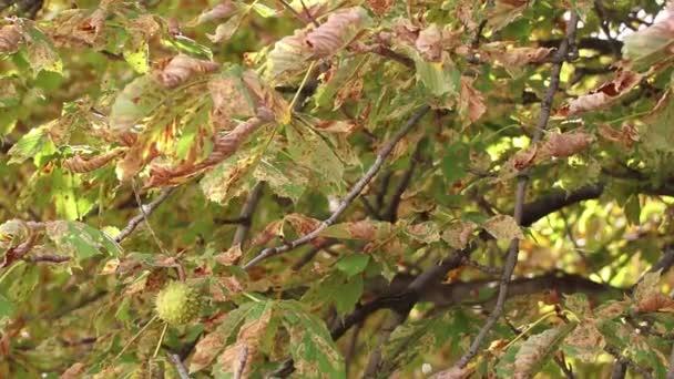 Kastanje September Wind Zon Kastanje Het Park Wind Herfst Herfstweer — Stockvideo