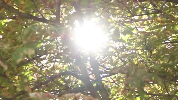 Kasztan Wrześniu Wietrze Słońcu Kasztan Parku Wietrze Jesienią Jesienna Pogoda — Wideo stockowe