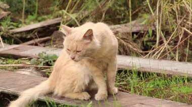 Dnipro şehrinde Ukrayna 'da bir evin yakınındaki avluda bir sokak kedisi, bahçede bir kedi, kırmızı bir kedi oturuyor.