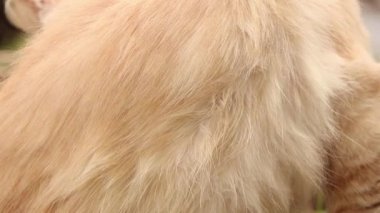 Dnipro şehrinde Ukrayna 'da bir evin yakınındaki avluda bir sokak kedisi, bahçede bir kedi, kırmızı bir kedi oturuyor.