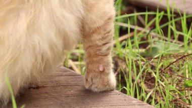 Dnipro şehrinde Ukrayna 'da bir evin yakınındaki avluda bir sokak kedisi, bahçede bir kedi, kırmızı bir kedi oturuyor.