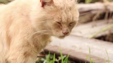 Dnipro şehrinde Ukrayna 'da bir evin yakınındaki avluda bir sokak kedisi, bahçede bir kedi, kırmızı bir kedi oturuyor.
