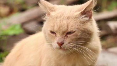 Dnipro şehrinde Ukrayna 'da bir evin yakınındaki avluda bir sokak kedisi, bahçede bir kedi, kırmızı bir kedi oturuyor.