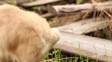 Dnipro şehrinde Ukrayna 'da bir evin yakınındaki avluda bir sokak kedisi, bahçede bir kedi, kırmızı bir kedi oturuyor.