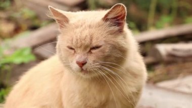 Dnipro şehrinde Ukrayna 'da bir evin yakınındaki avluda bir sokak kedisi, bahçede bir kedi, kırmızı bir kedi oturuyor.