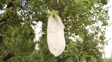 Ağaçta asılı duran plastik torba, ormandaki çöp, çevresel kirlilik, ormandaki çöp.