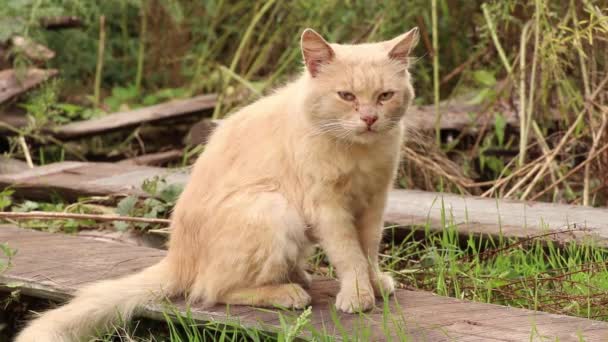 Een Verdwaalde Rode Kat Zit Tuin Buurt Van Een Huis — Stockvideo