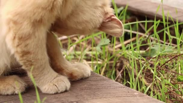 Μια Αδέσποτη Κόκκινη Γάτα Κάθεται Στην Αυλή Κοντά Ένα Σπίτι — Αρχείο Βίντεο