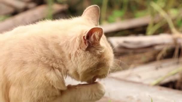 Seekor Kucing Merah Liar Duduk Halaman Dekat Sebuah Rumah Ukraina — Stok Video