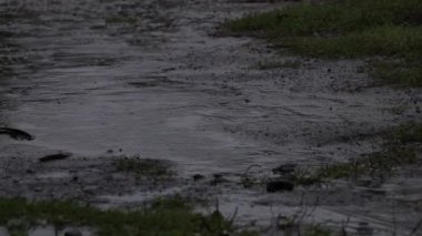 Sonbaharda Ukrayna 'da asfaltta yağmur ve su birikintileri, sonbaharda yollarda yağmur.