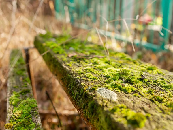 Güneşli bir günde yosun ve yosunla kaplı eski tahta.