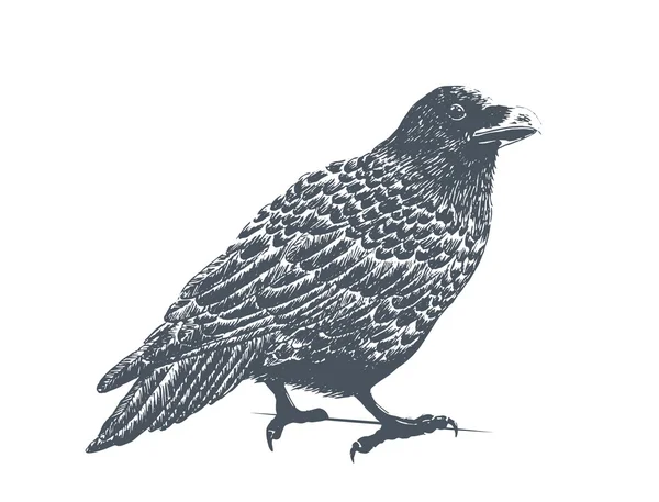 Ilustración de grabado de cuervo negro — Vector de stock