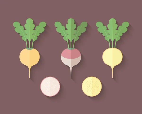 Seperangkat Vegetables in a Flat Style - Turnip dan Rutabaga - Stok Vektor
