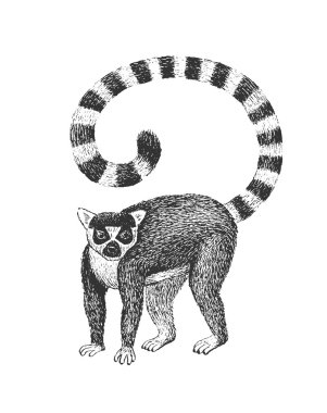 Lemur oyma illüstrasyon