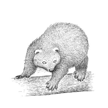 Binturong oyma illüstrasyon