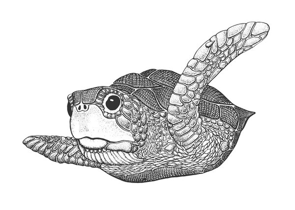 Гравировка морских черепах
