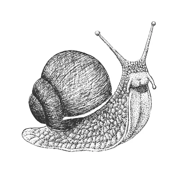 Snail Engraving Illustration — Stock Vector