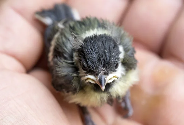 Sparrow chick baby gul-djuphavs — Stockfoto