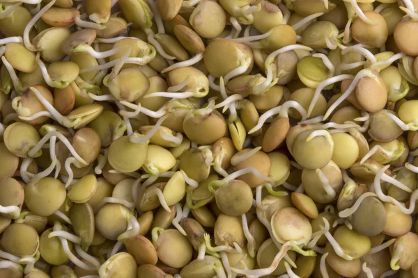 レンズ豆の発芽 — ストック写真