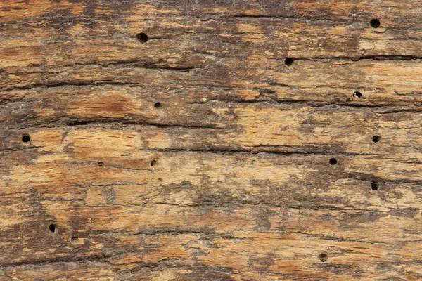 Staré dřevěné textury s termitů — Stock fotografie