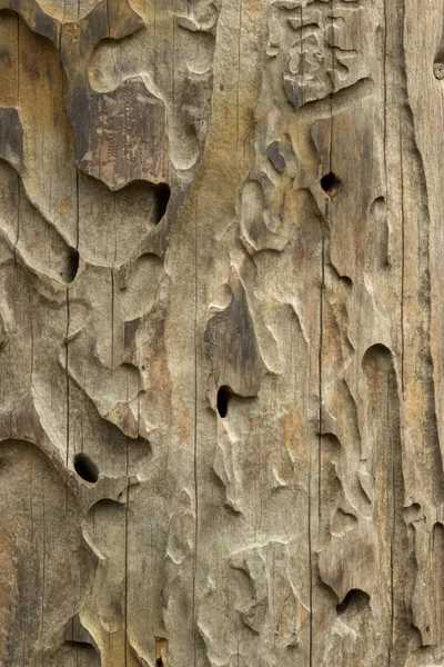 Παλιά ξύλινα υφή με τερμιτών — Φωτογραφία Αρχείου