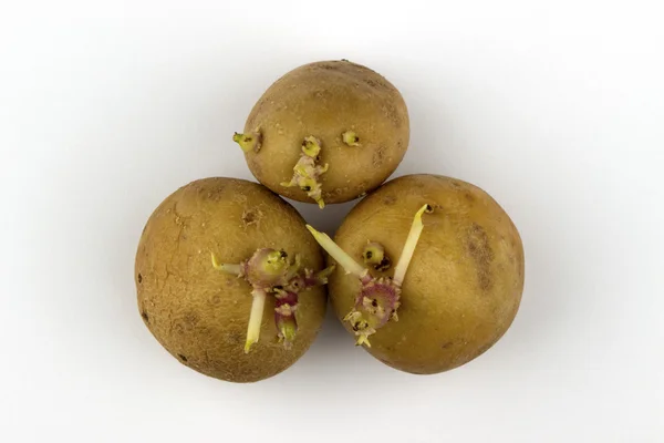 Potatis med grodda skott — Stockfoto