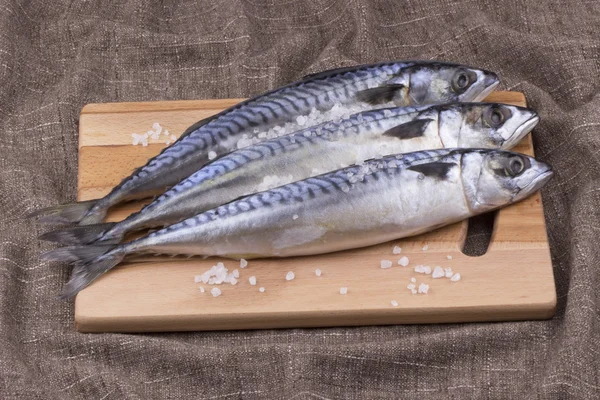 Makrill fisk — Stockfoto