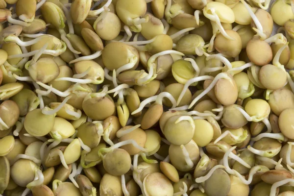 Lentils sprouted — Stock Photo, Image