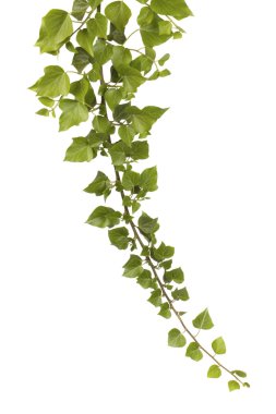 beyaz izole sarmaşık