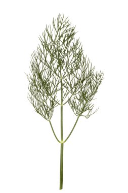 beyaz zemin üzerine dereotu ot